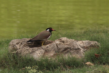 Red-wattled lapwing