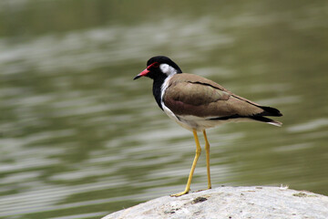 Obraz premium Red-wattled lapwing