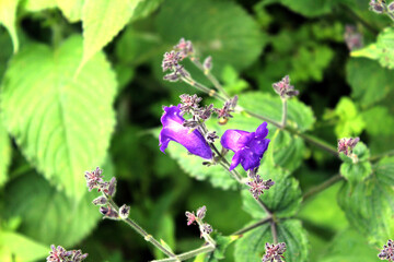 lavender purple flowers