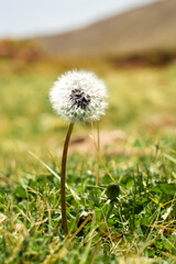 dandelion in the grass