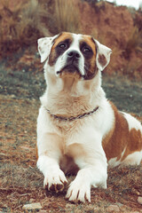 english bulldog portrait