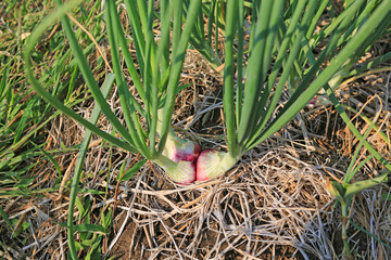 Close Up Onion bulb in thailand plantation. Agriculture vegetable garden