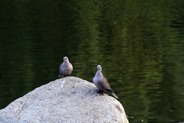 Columbidae birds