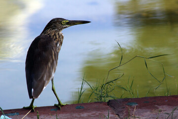 heron