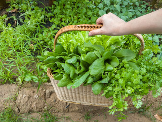 Naklejka na ściany i meble hand hold wicker straw basket with fresh green vegetable in farm