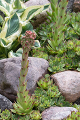 Blooming evergreen groundcover plant Sempervivum known as Houseleek in rockery, vertical image
