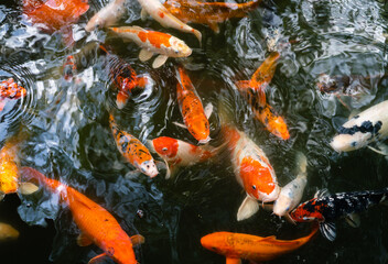 Koi fish or carp fish swimming  in pond