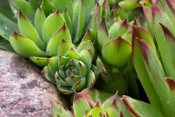 Group of an evergreen groundcover plant Sempervivum known as Houseleek in rockery, close up