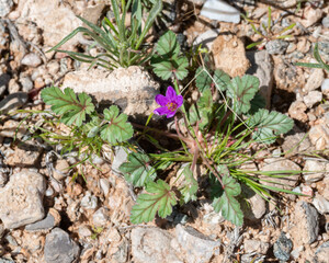 Texas storksbill filaree (Erodium texanum) is a desert annual herb that has small purple flowers and broad leaves.