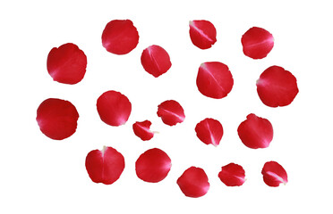 Red Rose petals isolated on white background - Back view and Clipping path