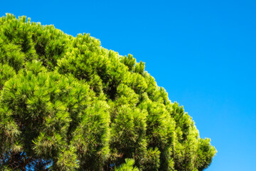 Obraz premium Green pine tree with long needles on a background of blue sky. Freshness, nature, concept. Latin: Pinus brutia