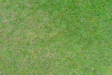 Green grass pattern and texture for background.