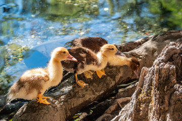 Obraz premium Cute little ducklings standing in a lake coast