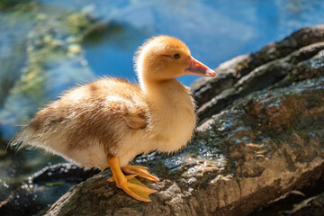 Cute little ducklings standing in a lake coast