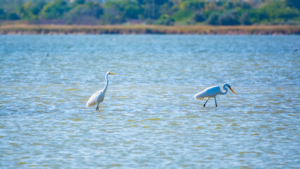 Two white herons stands in the lake