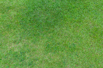 Fototapeta na wymiar Green grass pattern and texture for background. Close-up.