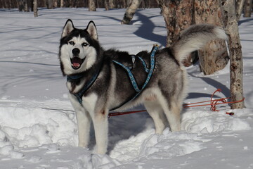 husky dog in snow