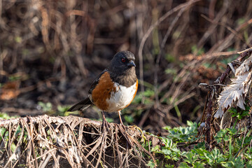 close up of a cute towhee bird resting on the branch under the sun in the park