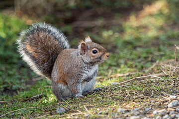 Naklejka na ściany i meble close up of one cute grey squirrel with fluffy fur cautiously sitting on the grassy ground in the park 