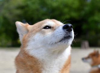 柴犬・見上げる・横顔