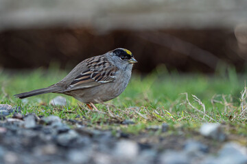 one chubby golden-crowed sparrow searching for food on gravel road by the grass field in the park