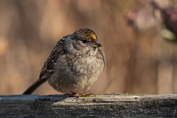 close up of a golden-crowned sparrow with fluffy feather resting on the wooden fence under the sun
