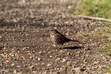 one cute sparrow picking up the seeds spreading on the ground in the park on a sunny day