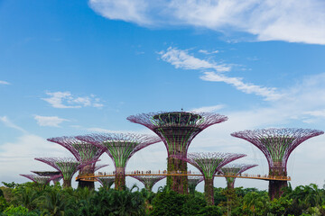 Supertree Grove at Gardens By The Bay is a famous tourist attraction in Singapore.