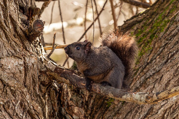 Obraz premium close up of one chubby cute grey squirrel resting between two tree trunks in the park looking upwards