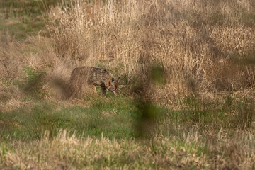 one coyote sniffing around near the tall brown grass field on a sunny day in the park