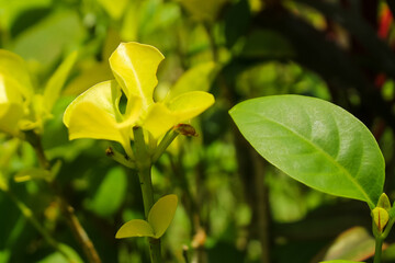 yellow flowers in the garden