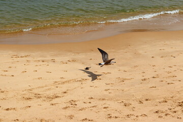 aves buzios rio de janeiro