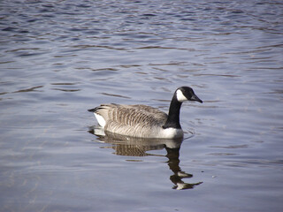 Fototapeta premium country goose swimming in water