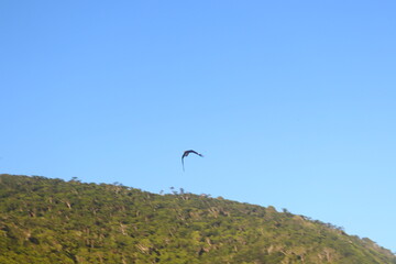 aves buzios rio de janeiro
