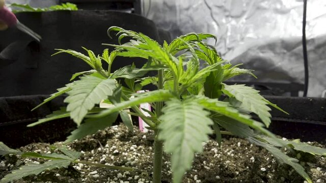 Gardener Trimming Leaves Of Cannabis Plant Growing In Garden. - close up