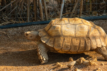 Obraz premium TORTUGA . REPTIL.LONJEVO.VEJETARIANO.CALMADO.ZOOLOJICO.CAPARASON.CONCHA.