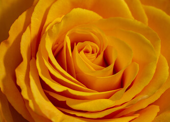 Yellow rose, photos from above on a flower, perfect for a postcard