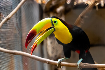 TUCAN PECHO AMARILLO AVE TROPICAL.EXOTICAS.BELLESA.COLORES.ZOOLOJICOTUVAN MACHO.COLORES EXOTICOS.