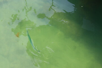 peixes búzios rio de janeiro