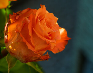 Yellow rose, photos from above on a flower, perfect for a postcard