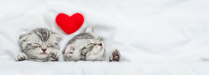 Dreaming kittens sleep with heart on a bed under warm white blanket. Valentines day concept. Top down view. Empty space for text