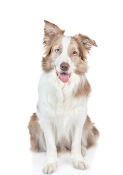 Border collie dog sits and looks at camera. isolated on white background