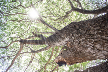 A tree with many branches and the rays of the sun