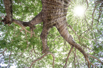 Fototapeta na wymiar A tree with many branches and the rays of the sun