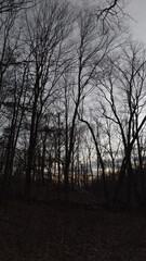 sunset in the forest