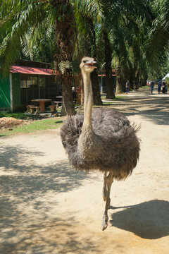 A picture of ostrich walking in the pet zoo.