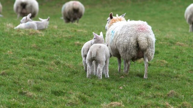 Lambs Attempting To Feed Off Of Mother