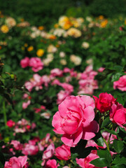 roses in the garden