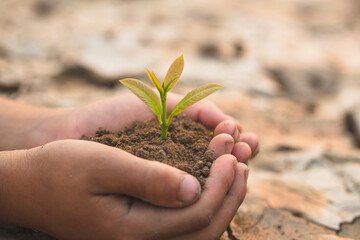 Small seedlings that grow in human hands, plant trees to reduce global warming, Forest conservation, World Environment Day.
