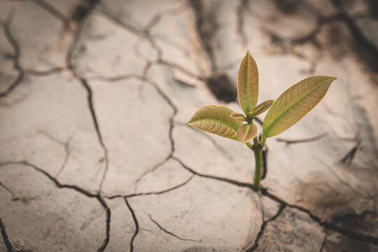 A small tree grows on the parched and dry ground, The spring, World Environment Day